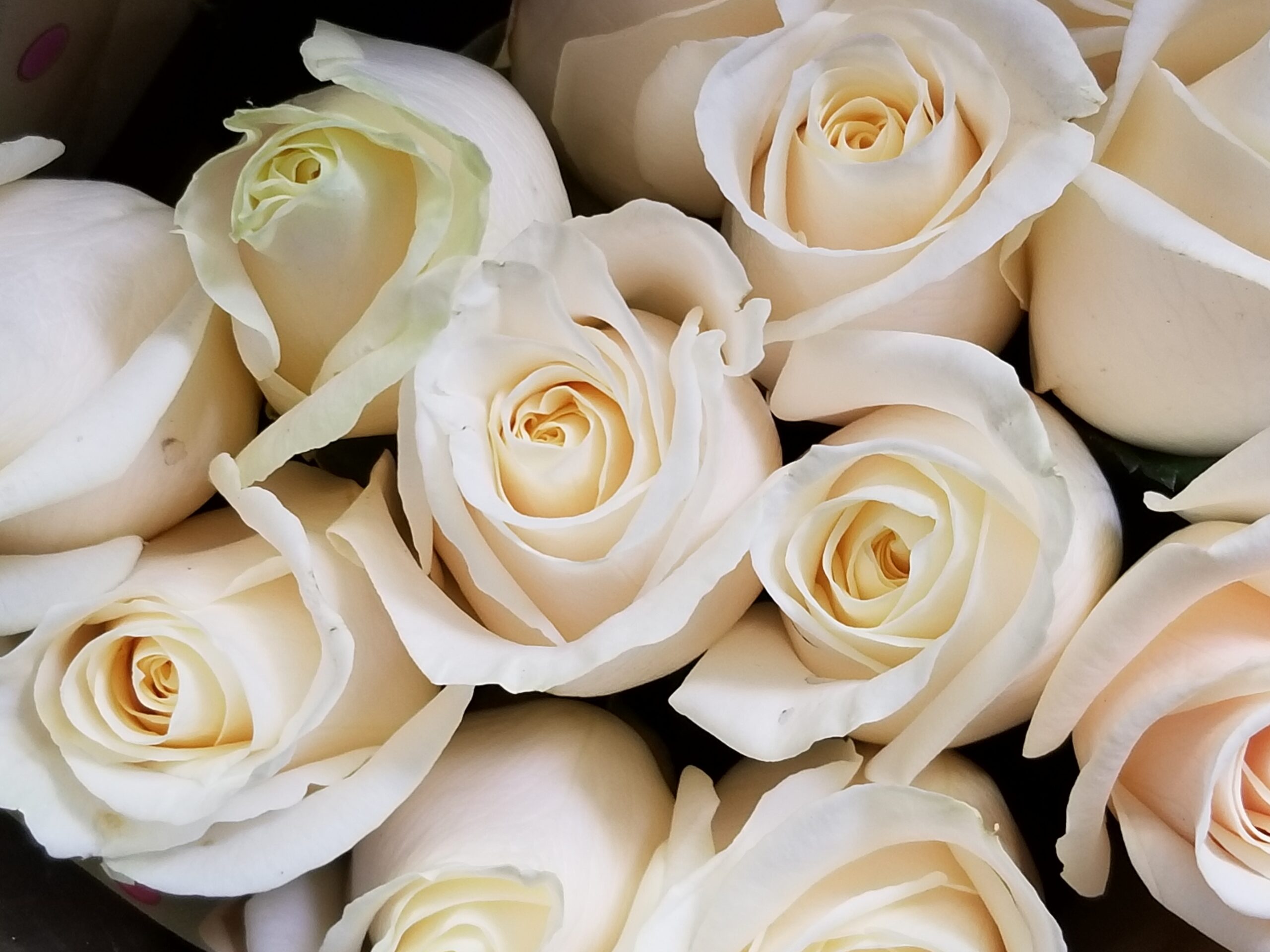 Não pecar contra a castidade o