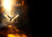 Veni Creator Spiritus: reze essa oração ao Espírito Santo